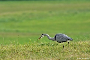 Jagdfieber