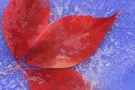 Rotes Blatt im Eis