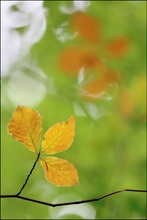 Herbstblätter