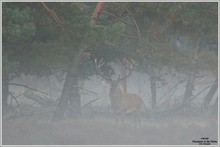 Rothirsch (Cervus elaphus)