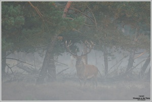 Rothirsch (Cervus elaphus)