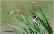 Rohrammer (Emberiza schoenichus )