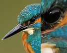 Eisvogel Testbild