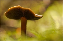 Pilz im Licht des Waldes