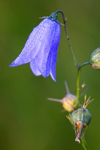 Rundblättrige Glockenblumen