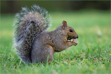 North American Grey Squirrel