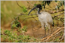 Heiliger Ibis (Threskiornis aethiopicus)