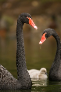 Trauerschwan Familie