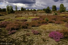 Heide im Spätsommer