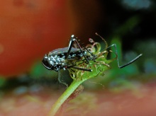 Tigermücke auf Zwergsonnentau