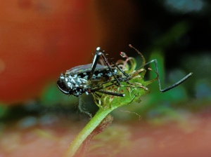 Tigermücke auf Zwergsonnentau