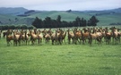 "Unser" Wildfleisch wächst in Neuseeland
