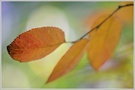~ Impressions of Autumn ~