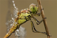 Grosse Heidelibelle (Sympetrum striolatum)