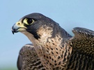 Letzter Wanderfalke...(Falco Peregrinus)
