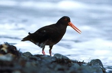 Mud Pigeon / Black Oystercatcher