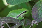 Laubfrosch