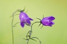 Wiesen-Glockenblume