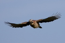 Eichelhäher (Garrulus glandarius)