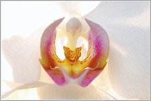 Orchideen High-key