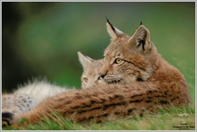 Luchs (Lynx lynx)