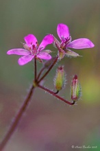 Reiherschnabel  (Erodium cicutarium)