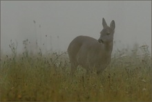 Im Nebel.