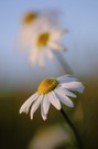 Blüten im Abendlicht