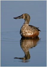 Löffelente (Anas clypeata)