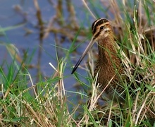 Bekassine (Gallinago Gallinago)