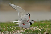 Küstenseeschwalbe (Sterna paradisaea)