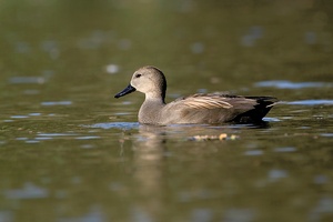 Schnatterenten-Erpel