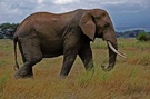 Kimanaelefant