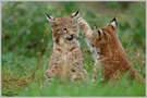 Aua! - Luchs (Lynx lynx)