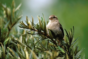 Sperlingsfrau im Sanddornstrauch
