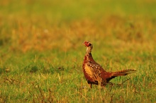mausernder Fasan im Abendlicht