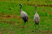Altvogel und Jungtier