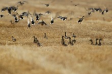 Chaos im Kornfeld