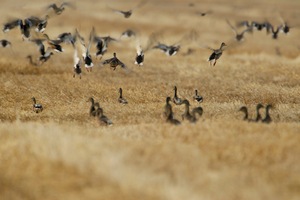 Chaos im Kornfeld