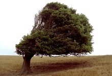 Windflüchter / Pazifikküste