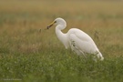 Silberreiher bei der Nahrungsaufnahme