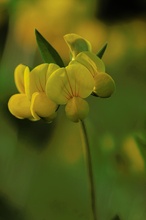 Lotus corniculatus