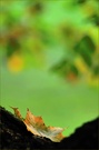 Herbstfarben