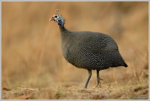 Helmperlhuhn (Numida meleagris)