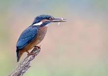 Eisvogel