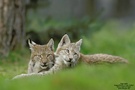 Luchs (Lynx lynx)