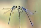 Lestes Mix