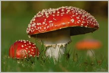 Fliegenpilz (Amanita muscaria)