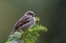 Spatz im Grün