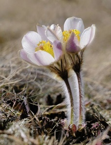 Pulsatilla im Pelz 3